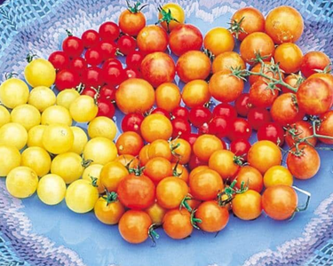 Rainbow Cherry Blend Tomato Seeds